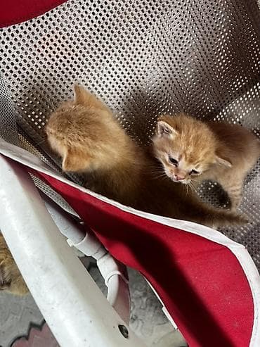 Вязка кошек: Рыжие котята

- Порода: домашние короткошёрстные 
Отдам в добрые руки — 2