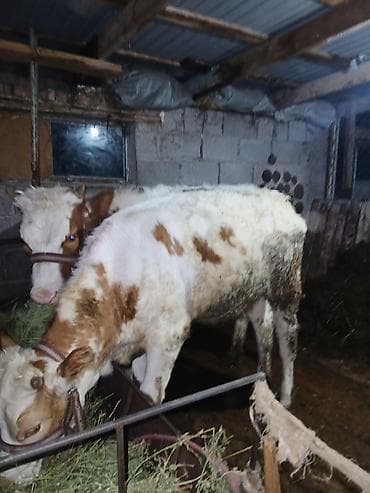 купить амура: Продаю | Бык (самец) | Полукровка | На откорм | Привязанные — 3