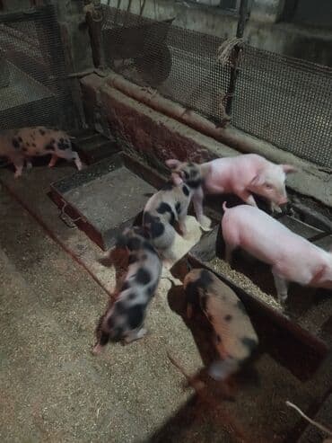 продажа кормов для сельскохозяйственных животных: Продаю | Поросенок | На забой, Для разведения — 2