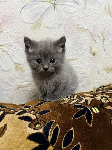 шотландский скоттиш страйт: Скотиш Страйт (Шотландская прямоухая), 2 месяца, Мальчик, Серый, Приучена к лотку — 2