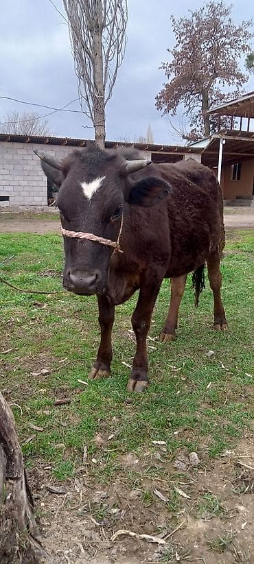 продаю конь: Продаю | Тёлка | Для разведения | Привязанные — 10