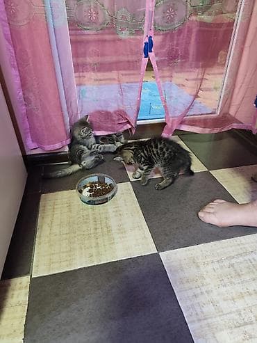 где можно купить кошку: Котята серо‑тигрового окраса - Домашние короткошёрстные котята с — 2