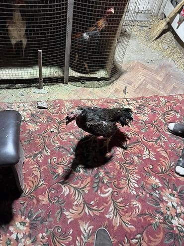 купить попугая в чехии: Продаю | Петух | Бойцовая | Для разведения — 5