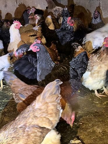 Грызуны: Продаю | Куры, Петух | Домашняя | На забой, Для разведения, Несушки — 4