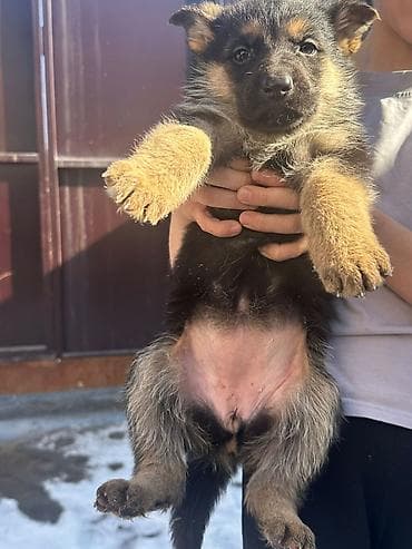 голиштин уйлар: Щенки немецкой овчарки Цена договорная - На фото — помёт щенков от — 5