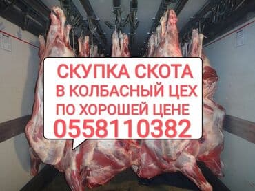 продажа домашних животных: Куплю | Коровы, быки, Лошади, кони, Другие с/х животные | Круглосуточно, Любое состояние, Забитый — 1