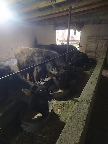 Башка жаныбарлар: Сатам | Бука (эркек) | Бордоп семиртүү үчүн | Байланган — 3