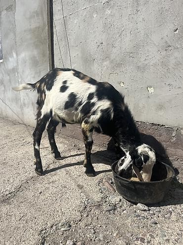 нубийский: Продаю | Козёл (самец) | Полукровка | Для разведения | Осеменитель — 3