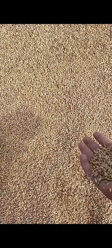 мука вышый сорт: Ячмень с доставкой по Чуйской области — 3