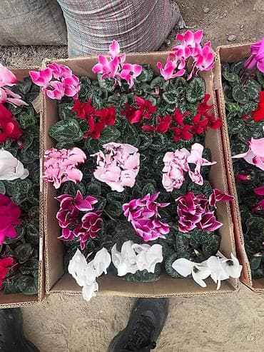 пионы корни: Рассада цветка — 7