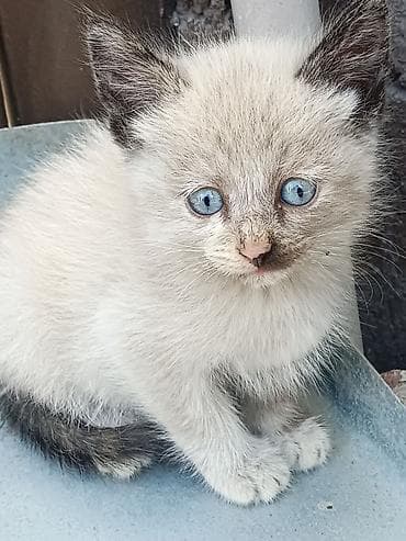 коты для вязки: Котята, помёт из трёх малышей. Отдам в хорошие, добрые — 6