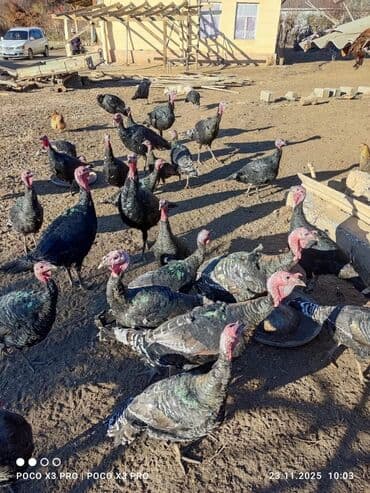 продажа щенков немецкой овчарки в бишкеке с документами: Сатам | Эркек күрп | Көбөйтүү үчүн | Асыл тукумдуу — 2