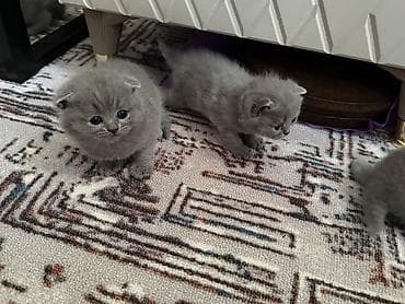 Шотландские котята,(страйт и скотиш фолд) окрас голубой (blue). Отец