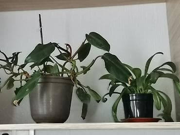 Орхидеи: Другие комнатные растения — 3