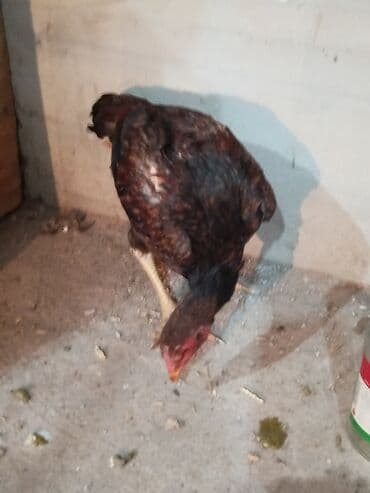 собака охотничий: Дакан жожо мекиш короздор сатылат активный алмашу жолдору бар адрес — 1