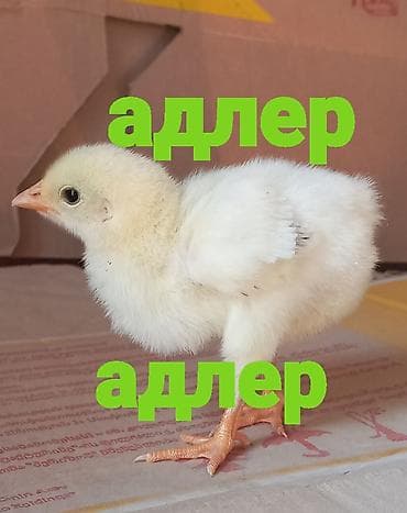 Продаю | Цыплята | Для разведения