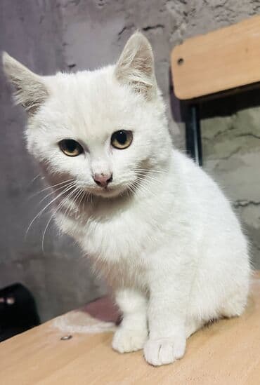 домик туалет для кошек: - Очаровательный котёнок пушистый белый котёнок с янтарными глазами — 4