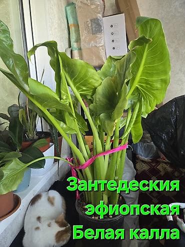 оффис: Комнатные растения в горшках. - Суккуленты, сансевиерия, алоэ — 4