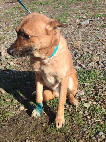 отдам собаку в хорошие руки: Ищем дом хорошему кобелю. Привезём сами — 1