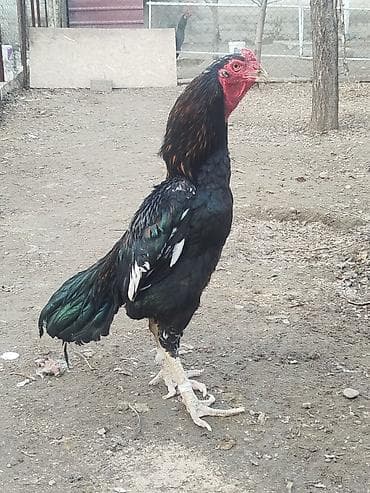 сено в токмоке: Продаю | Куры — 2