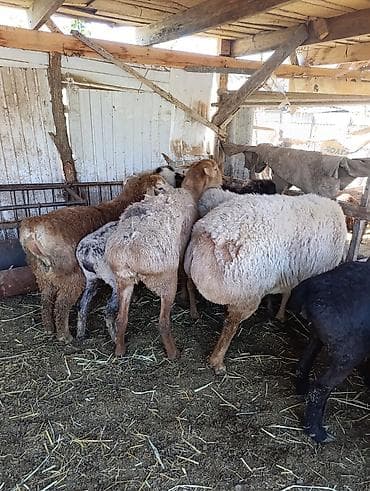 сена туки: Продаю | Овца (самка) | Эдильбаевская | Для разведения | Матка — 4