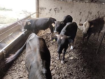 Продаю | Бык (самец) — 10