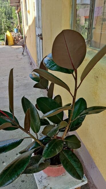 Продается домашнее растение фикус, для украшения дома и офиса, цена