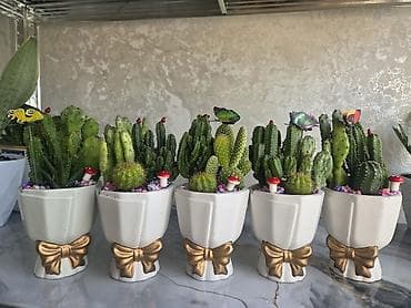 Комнатные розы: Композиция из суккулентов в многоярусном кашпо - Состав: несколько — 7