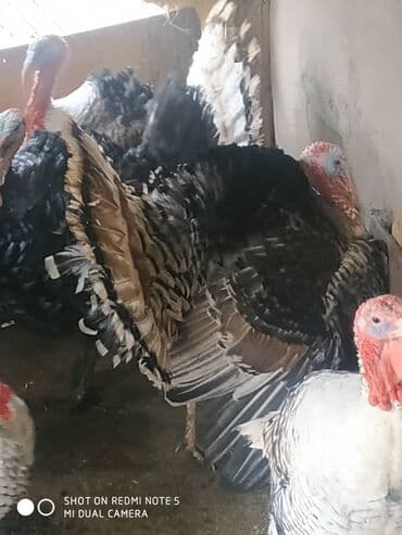 сколько стоит чихуахуа мини: Продаю | Индюк (самец) | Северокавказская | Для разведения | Племенные — 3