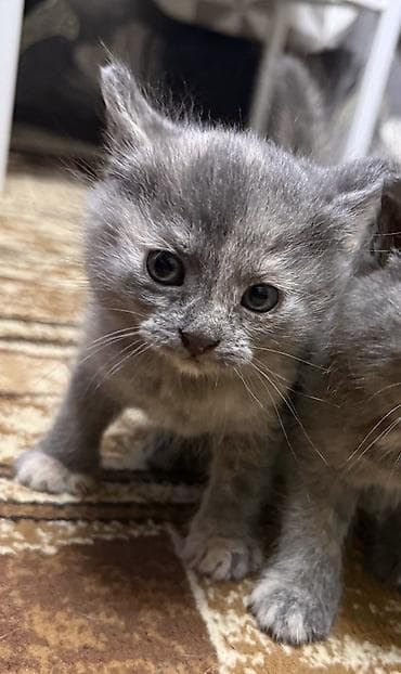 бенгальские кошки цена бишкек: Беспородная, 2 месяца, Девочка — 1