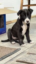 собака машка: Собака даром: Дворняжка, 3 месяца, Самка — 3