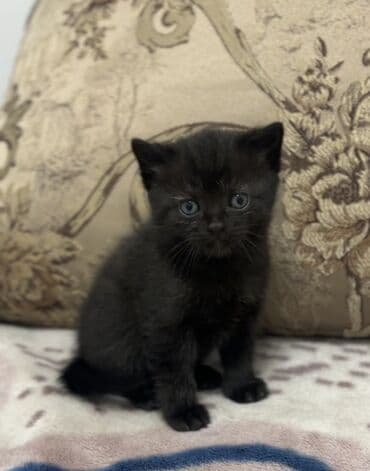сколько стоит американская короткошёрстная кошка: 2 месяца, Мальчик, Серебристая шиншилла, Метис, Приучена к лотку — 3