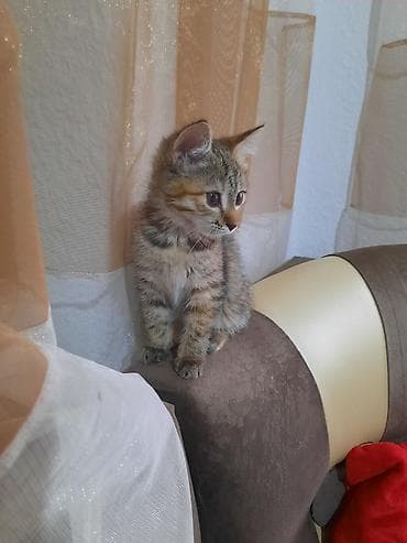 арашан ко: Мышык бекер берилет: Породасыз, 3 айлык, Ургаачы, Лотокко барууга үйрөтүлгөн — 8