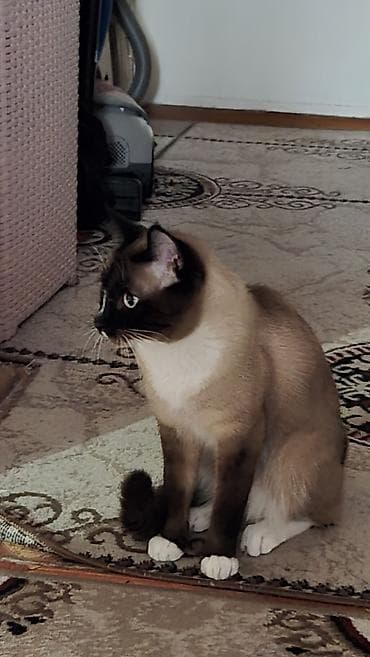 куда можно отдать кошку: Кошка даром: Сиамская, 2 года, Мальчик — 1