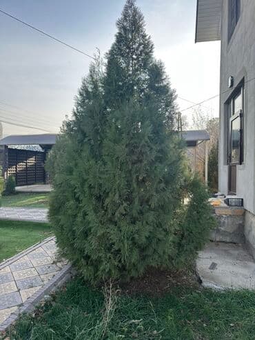 голубая ель саженцы: Туя западная (вероятно сорт Смарагд) – крупномер для сада и участка — 1