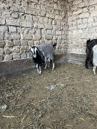 кукуруз продаю: Продаю | Коза (самка) | Для разведения — 1