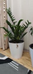 стоимость аквариума: Замиокулькас (Zamioculcas zamiifolia) в декоративном пластиковом — 6