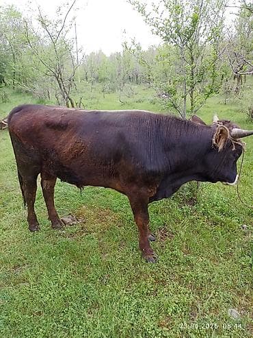 кошки жалал абад: Сатам | Бука (эркек) | Көбөйтүү үчүн | Жасалма жол менен боозутуу — 2