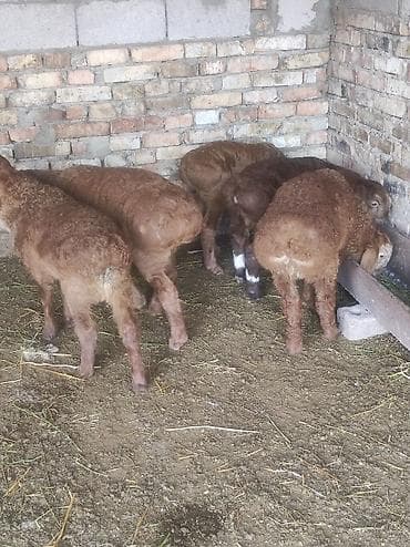 бройлерные яйцо: Продаю | Ягненок | На забой — 3