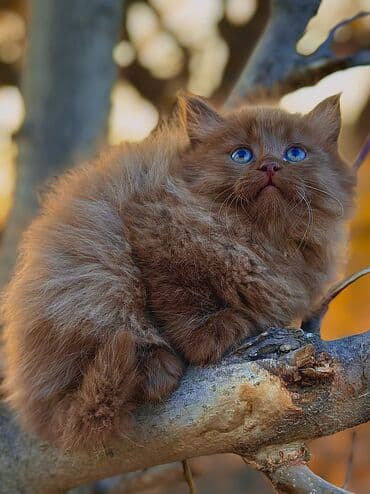 египетская кошка сфинкс: Продается котёнок Шоколадная шотландская хайленд-девочка ищет дом — 1