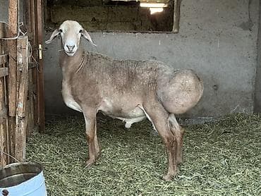 Продаю | Баран (самец) | Для разведения | Племенные