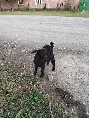 сибо ину: Продаю | Козлёнок | Полукровка | Для разведения | Племенные — 1