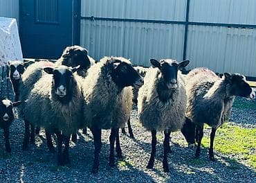 уй базар: Продаю | Ягненок | Гиссарская, Долан, Арашан | Для разведения | Племенные, Осеменитель, Ярка — 2