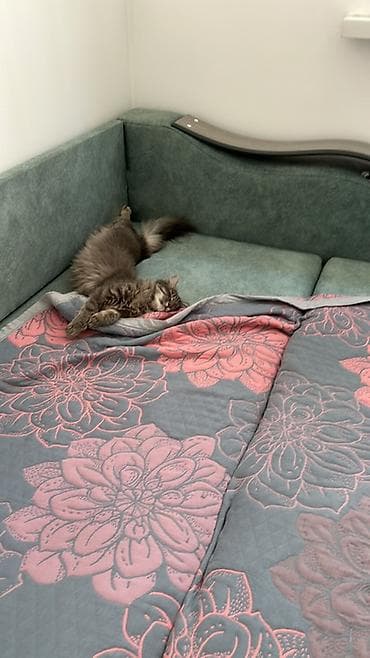 серые кошки: Ищу добрую и ответственную семью для кошки (без маленьких детей) — 6