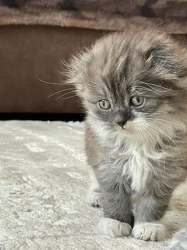 Пушистый комочек ищет добрые руки . Девочка смешанная порода сибирской