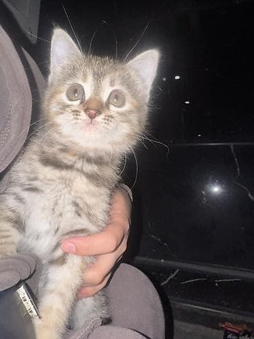 где можно приобрести котенка: Кошка даром: Беспородная, 2 месяца, Девочка, Приучена к лотку — 1