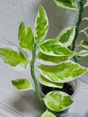 купить пальму комнатную: Пальма хамедорея. Высота растения примерно 25 см. Активно растущие — 3