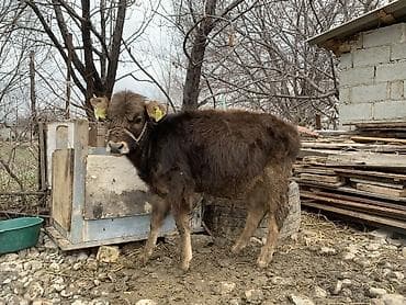 Аквариумдар: Сатам | Кунаажын | Бордоп семиртүү үчүн | Байланган — 1