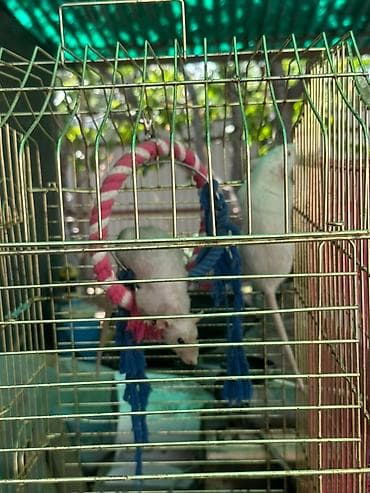 Другие животные: Белые домашние крысы для содержания в качестве питомцев. Эти грызуны — 1