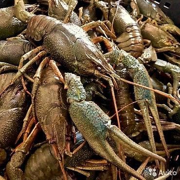 вяленая рыба: КУПЛЮ ЖИВЫЕ РАКИ ДОРОГО! Приедем, оценим, выкупим дорого! Живые — 5